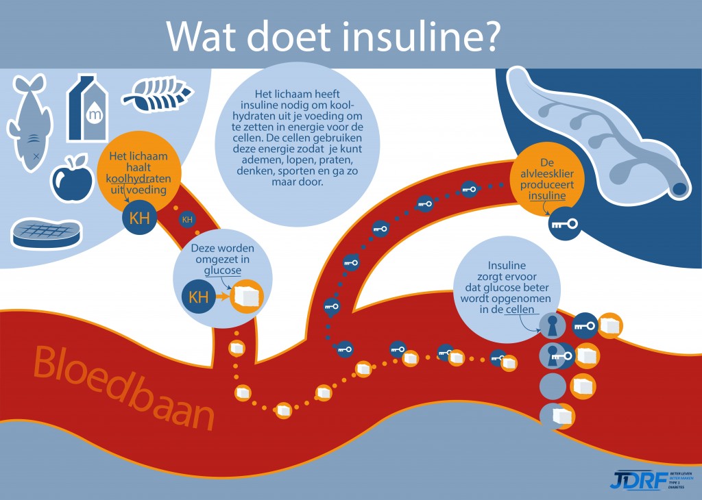 Wat doet insuline?